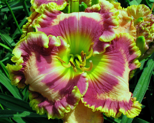 Game Face, Daylily