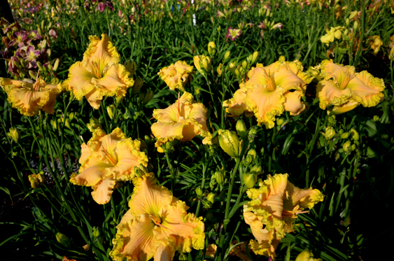 Golden Sweet, Daylily