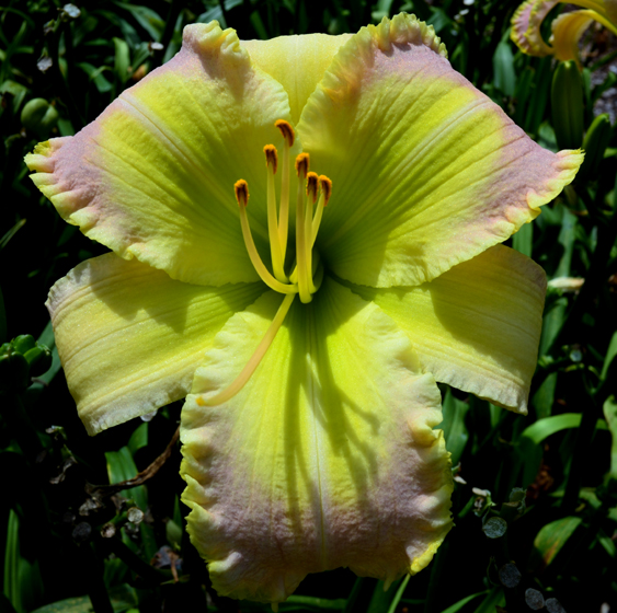 Outrageous, Daylily