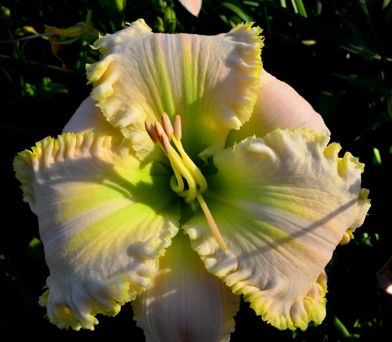 Swan Song, Daylily