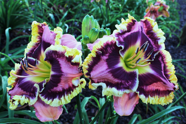 Halloween Effect, Daylily