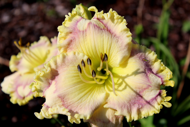 Hearts of Dixie, Daylily