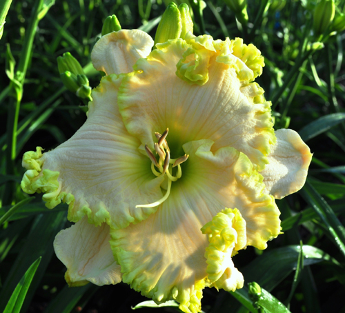 Irish Jackpot, Daylily