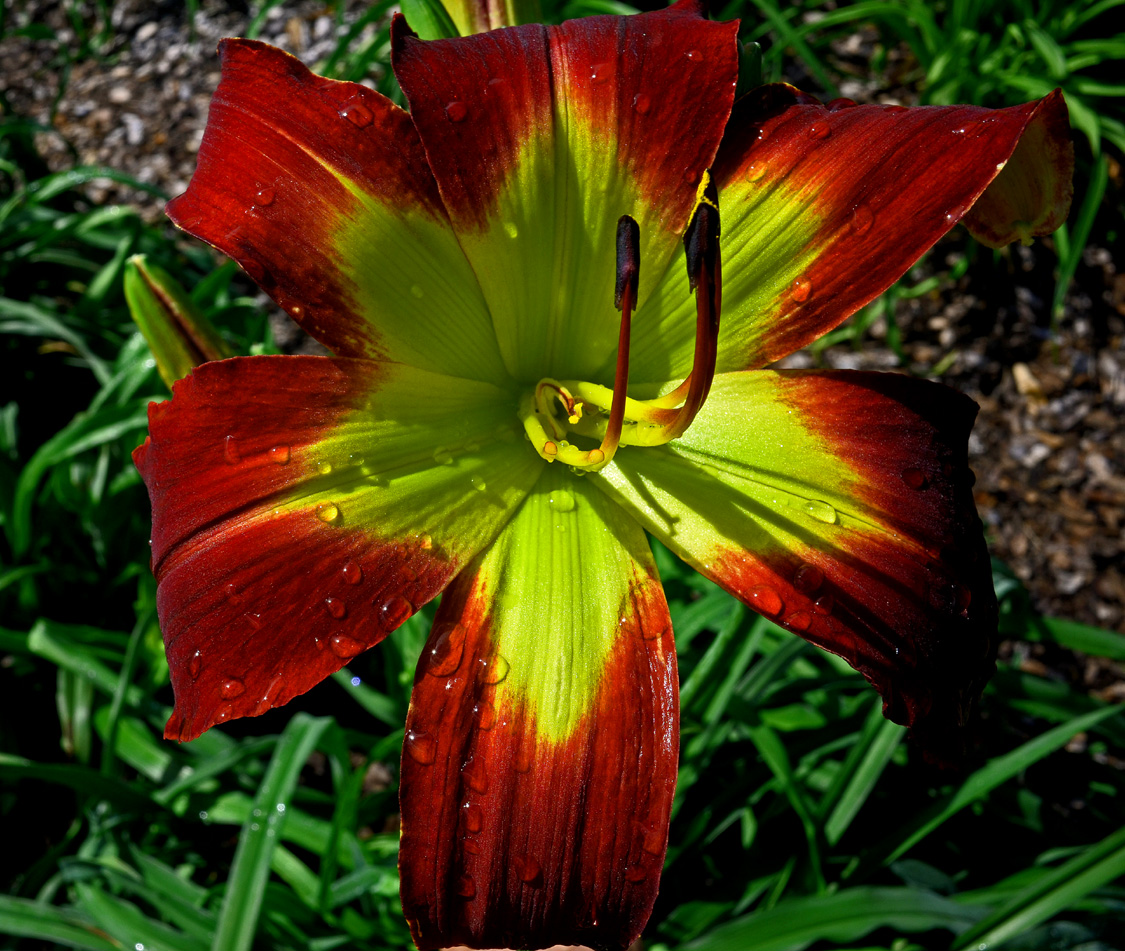 King of Reds, Daylily