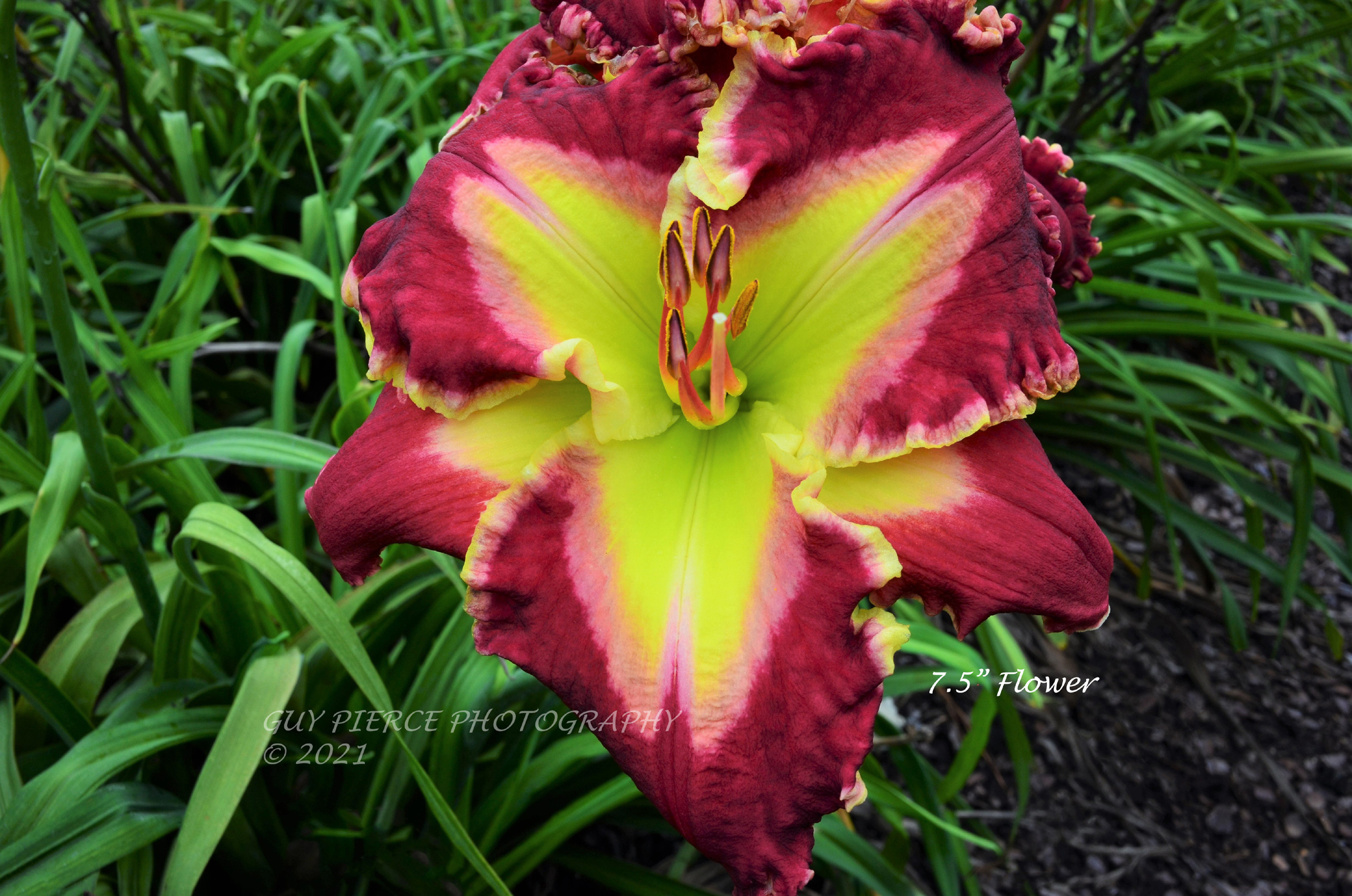 Larry Bruce, Daylily