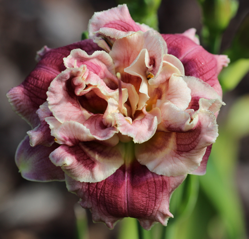 Little Dunkin, Daylily