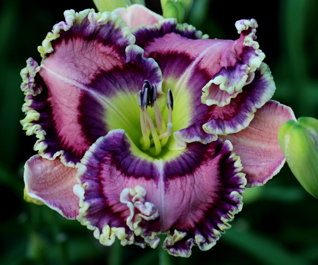 Moving Pictures, Daylily