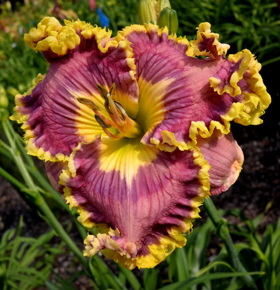 Outstanding Smile, Daylily
