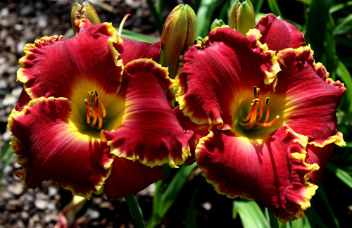 Red Blooded, Daylily