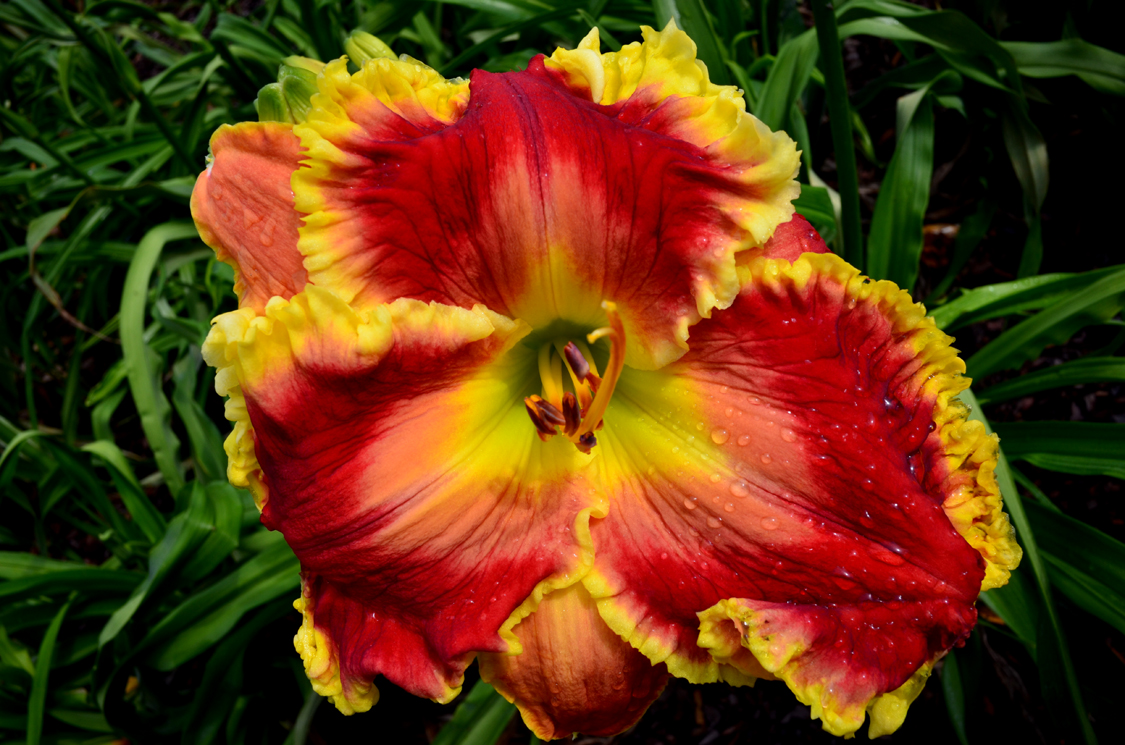 Red Lobster, Daylily
