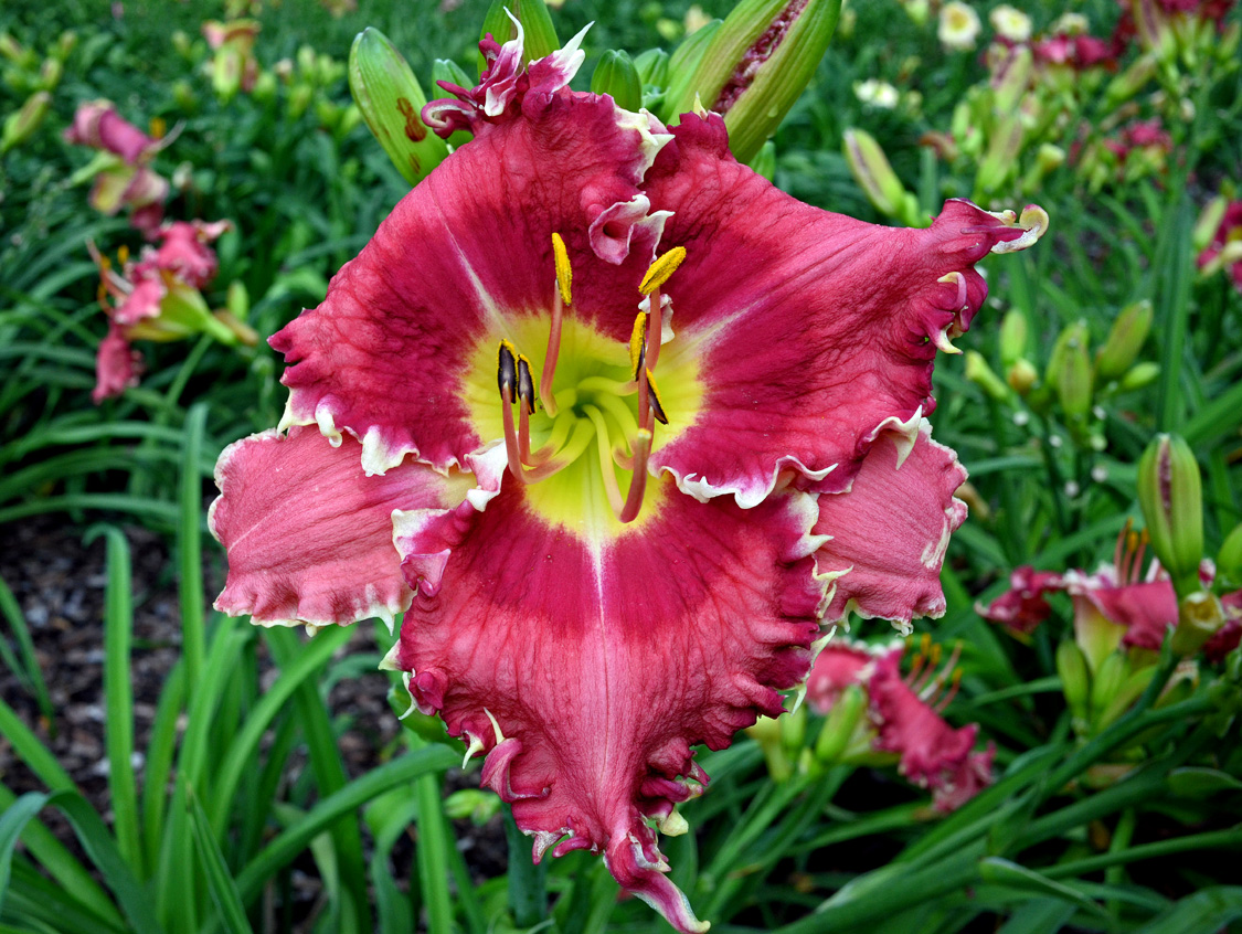 Red Sparkle Teeth, Daylily
