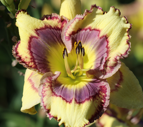 Spell Catcher, Daylily