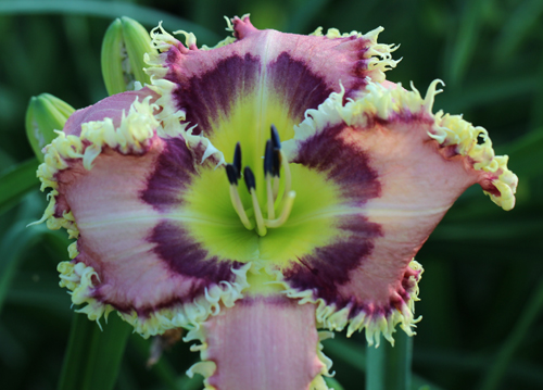 Spinefeld, Daylily