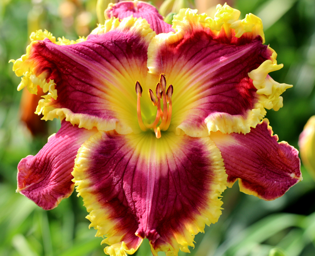 Sunset Strip, Daylily