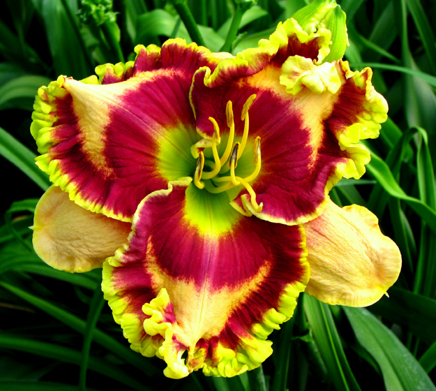 Sweet Almond Mint, Daylily