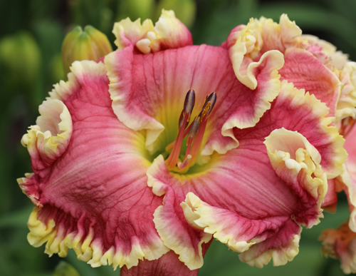 The Big Picture, Daylily