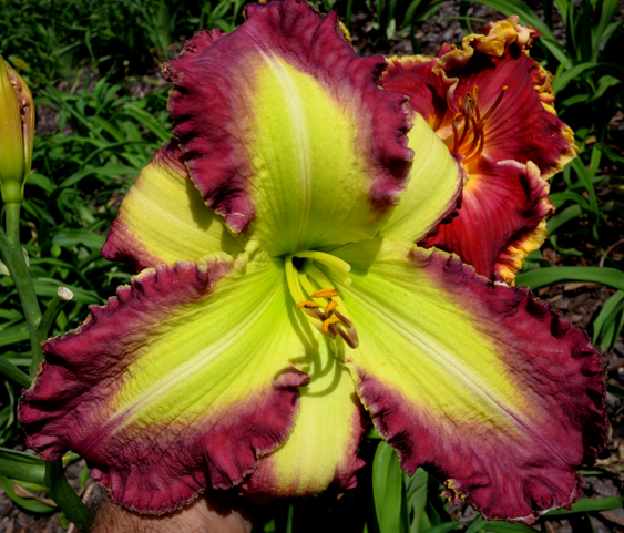 The Green Hammer, Daylily