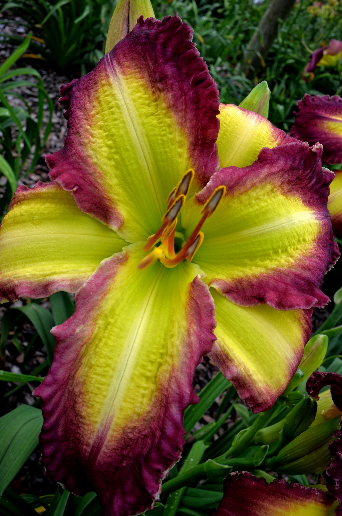 The Red Hammer, Daylily