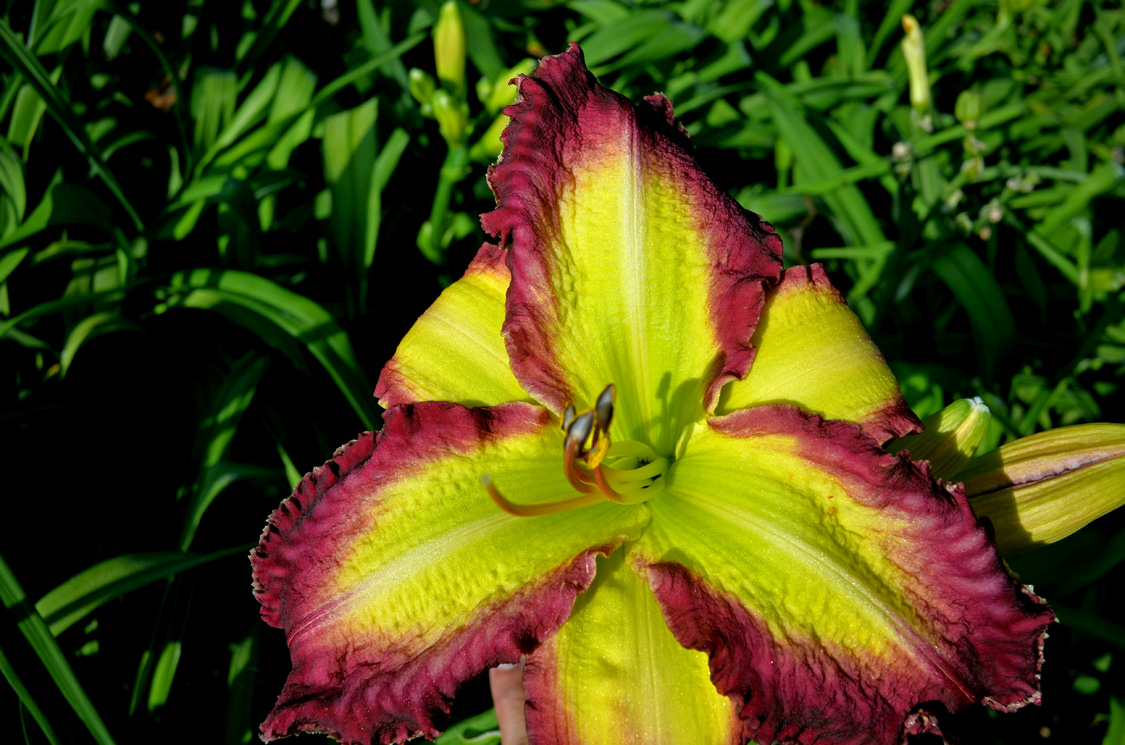 The Red Hammer, Daylily