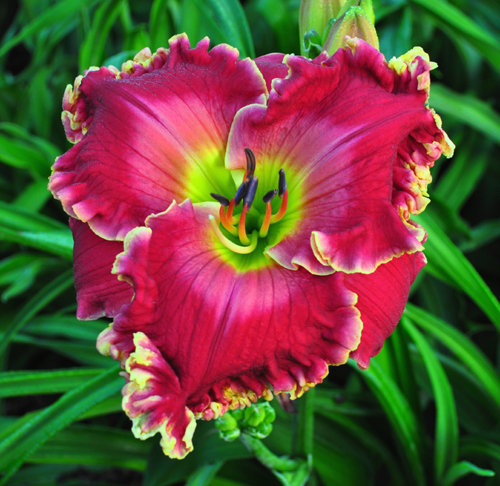 Watermelon Red, Daylily