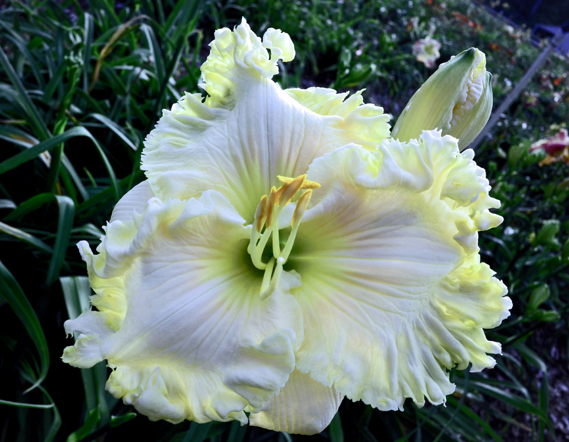 Whirling White, Daylily