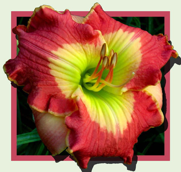 Adorned in Fushica, Daylily