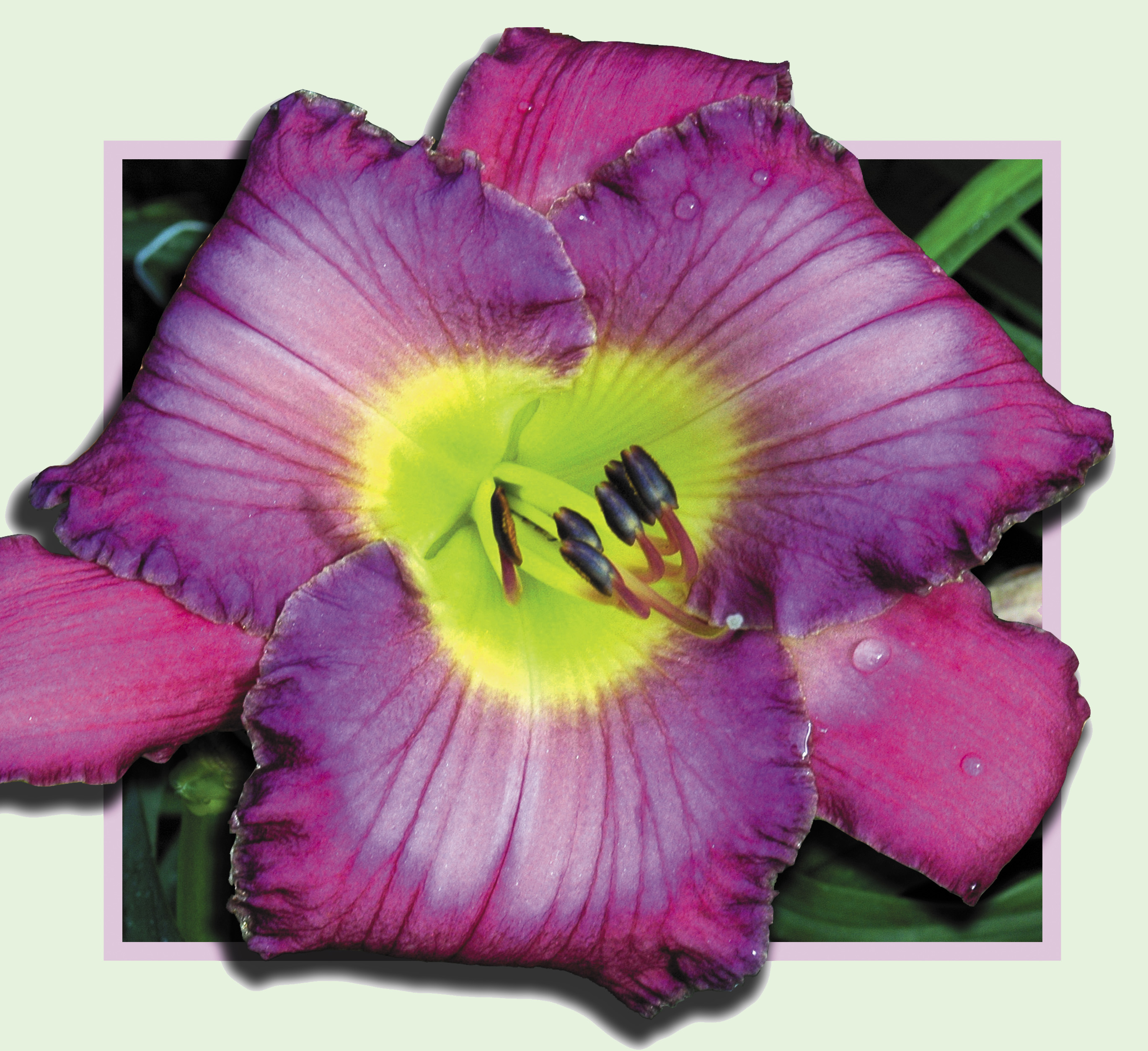 Blues Clues, Daylily