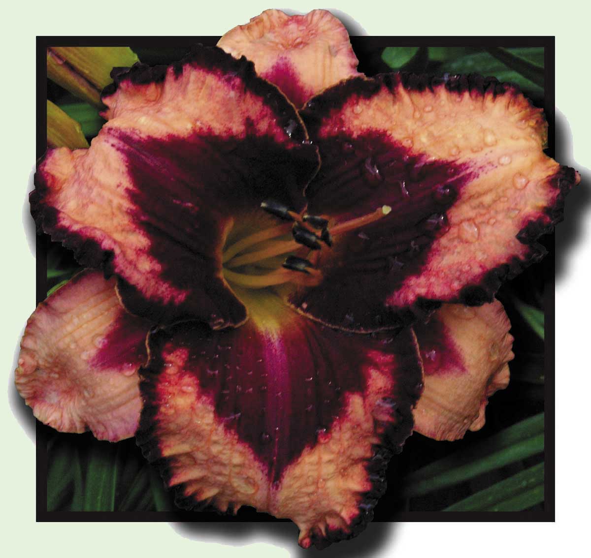 Bogart, Daylily
