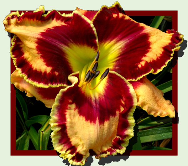 Dr. Bombay, Daylily
