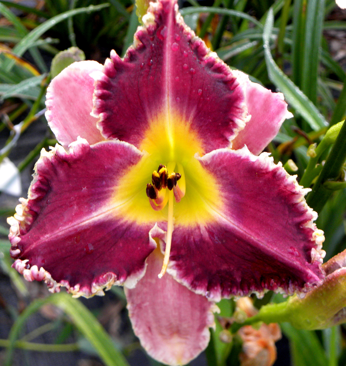 Captain Quint, Daylily