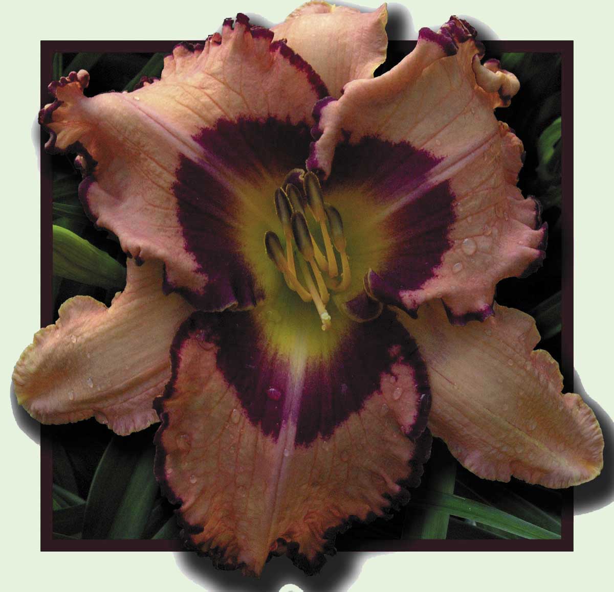 Captured_Time, Daylily
