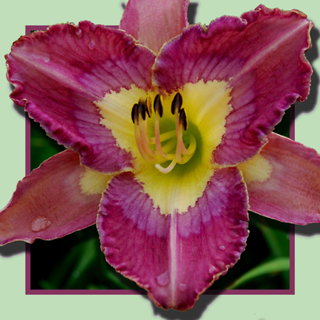 Custard Cream, Daylily