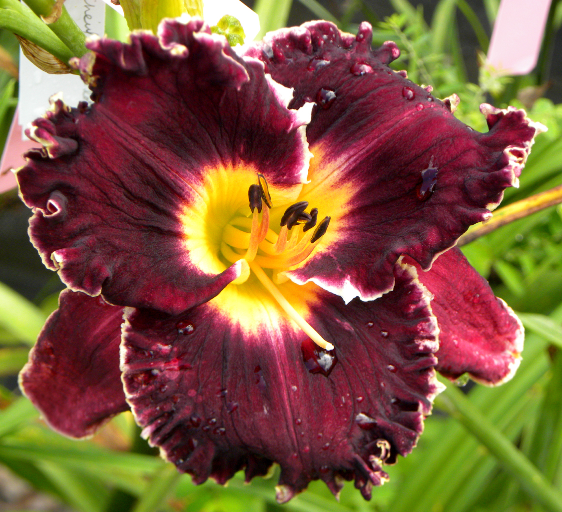 Darkness Becomes Her, Daylily