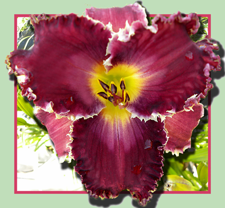 Drifter's Paradise, Daylily