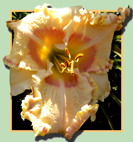 Easterly Breeze, Daylily