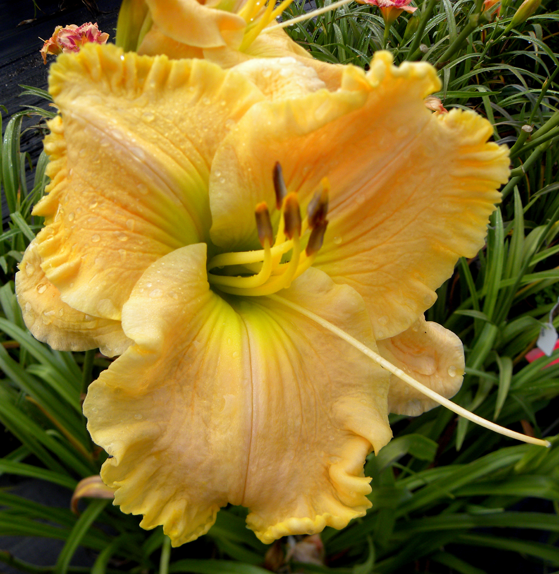Extreme Measures, Daylily