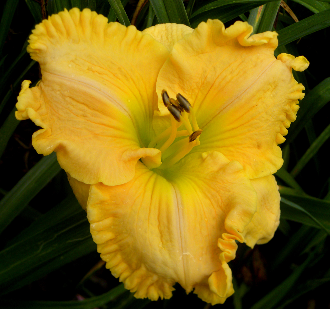 Extreme Measures, Daylily