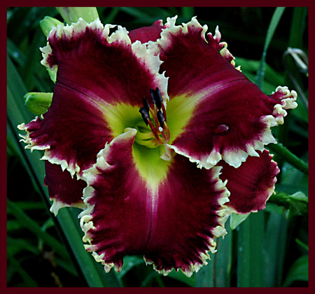 Forever Knight, Daylily