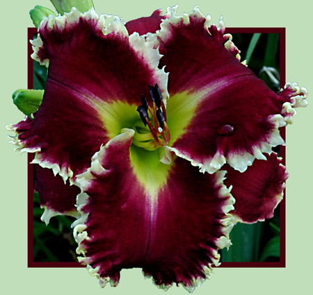 Forever Knight, Daylily