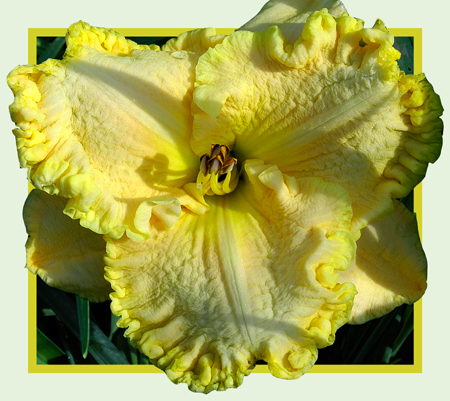 Gringot's Gold, Daylily
