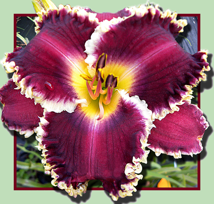 Independent Knowledge, Daylily