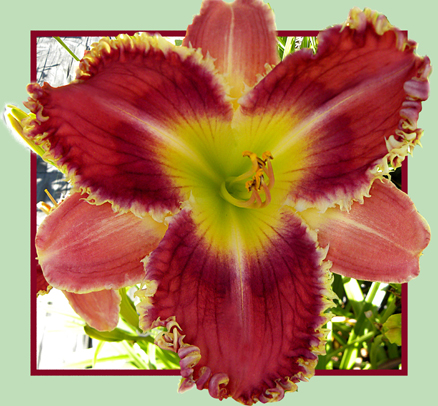 Insatiable Desire, Daylily