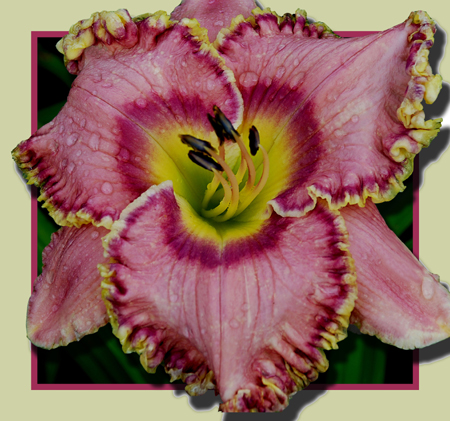 Caribana Queen, Daylily