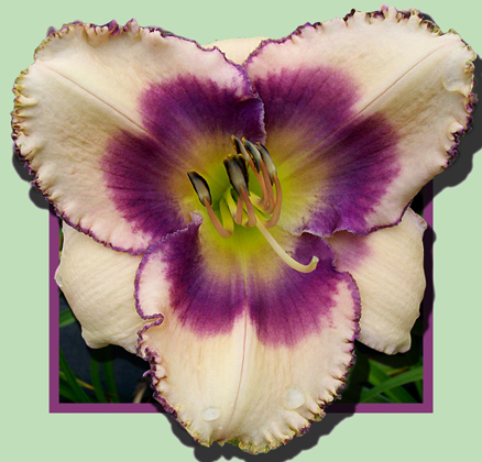 Loose Canon, Daylily