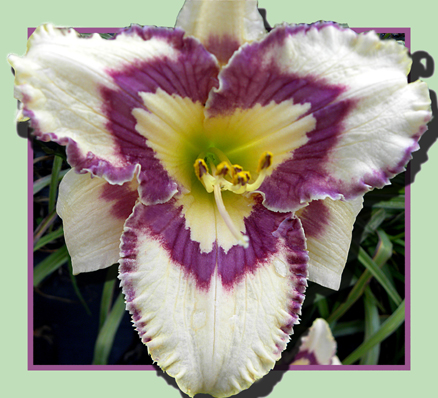 Lost Soul, Daylily