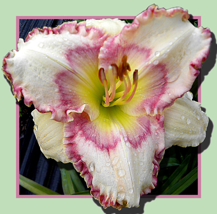 Make It So, Daylily
