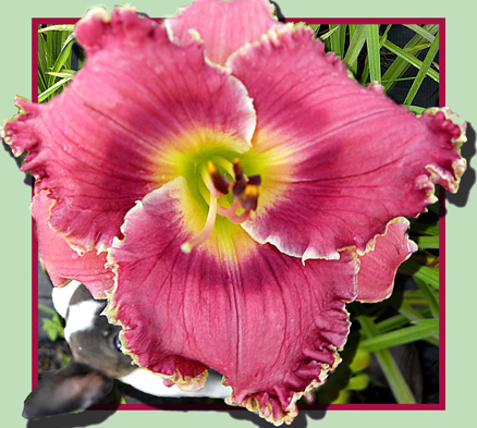 Natural Magic, Daylily