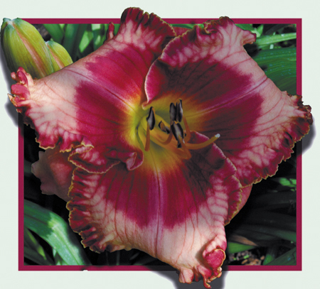 Niagara Falls, Daylily
