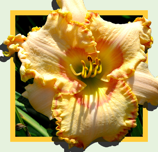 Not Necessarily, Daylily