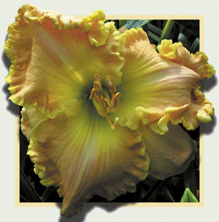 Orange Lake, Daylily